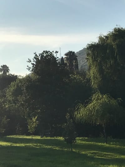 A landscape view features dense foliage on the right, transitioning to a bright, hazy sky on the left. Through a break in the trees, a tall structure resembling a building or tower is partially visible. A mountain-like form can be seen in the distance, adding depth to the scenery. The foreground shows a well-maintained lawn.