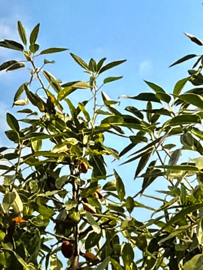 A low-angle shot captures a dense canopy of green leaves and branches against a bright blue sky with sparse white clouds. The foliage is so thick that it obscures much of the sky. Several small, dark fruits, possibly berries or drupes, are visible amongst the leaves, one appearing reddish-brown and another darker brown. The branches are thin and twiggy, with the leaves having a pointed, elongated shape. The scene is natural, likely from a tree or bush. No artificial structures, people, or any other objects are visible. The image is taken in Lopatino, Russia.