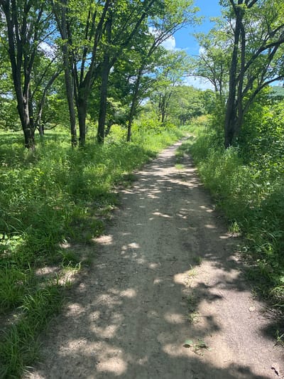 A dirt path winds through a sun-dappled forest in Gornye Kljuchi, Russia. Trees with green leaves line both sides of the path, their branches creating a canopy overhead. Sunlight filters through the leaves, casting shadows on the sandy ground. Lush green grass and other vegetation grow along the edges of the path. The sky above is blue with a few scattered white clouds. The scene suggests a natural, tranquil outdoor environment.