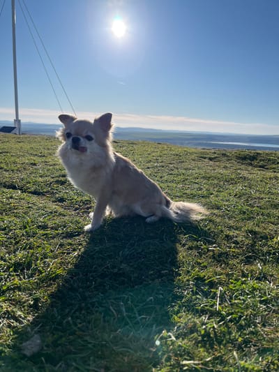 A long-haired, cream-colored Chihuahua dog is observed sitting on a patch of green grass on a hilltop overlooking the city of Razdelna, Bulgaria. The dog is positioned slightly left of the image center, facing the viewer with its tongue partially extended from its mouth and ears erect. To the left in the background, a white pole, likely a flagpole, with visible guy wires, stands on the terrain. The scene is illuminated by direct, bright sunlight from a clear blue sky, producing a prominent lens flare in the upper central portion of the image and casting distinct shadows from the dog onto the grass. A faint contrail is discernible in the sky to the left of the sun. The distant background reveals a vast landscape with rolling hills and a visible body of water on the right horizon.