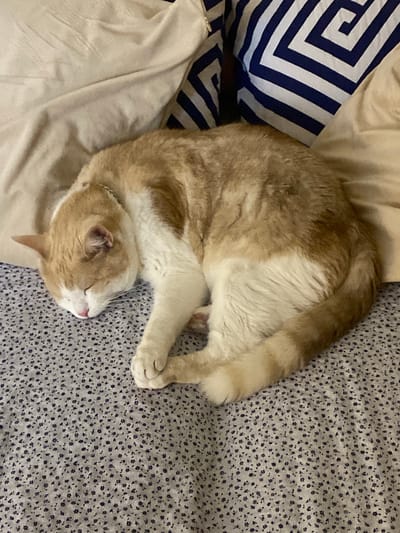 An orange and white cat is sleeping curled up on a bed. The cat is lying on its side with its head tucked towards its body, and its paws are tucked beneath it. The bed has a grey and white floral patterned sheet and is covered with a beige duvet. A pillow with a blue and white geometric pattern is visible behind the cat. The scene appears to be in a domestic setting, likely a bedroom. The image does not provide any information or visual cues to suggest a location in Świdnica, Poland.