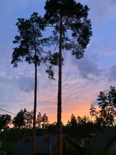 The image depicts a twilight sky over the city of Hostomel, Ukraine, featuring a silhouette of pine trees and residential rooftops. Two tall, slender pine trees dominate the foreground, their dark green needles stark against the pastel hues of the sky, transitioning from deep blue at the top to soft pinks and oranges near the horizon. A dense line of pine trees forms the middle ground, creating a textured, dark backdrop. Below the treeline, the peaked roofs of houses, clad in dark shingles and featuring visible chimneys, suggest a suburban or semi-rural setting. Electrical wires are visible crisscrossing the frame, adding a touch of infrastructure to the natural and residential elements. The overall impression is one of a tranquil evening in the Ukrainian landscape.