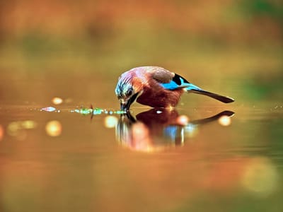 A Eurasian Jay is drinking from a shallow body of water. The bird is in profile, with its head lowered to the water's surface. It has a striking plumage of brown, blue, and black. The water is calm and reflects the bird, creating a symmetrical image. Small white specks, possibly water droplets or reflections, are scattered across the surface of the water. The background is softly blurred, with warm tones of orange and green, suggesting an outdoor natural setting, perhaps a forest or park. The lighting appears to be natural, possibly from early morning or late afternoon, given the warm hues and soft focus. There are also several out-of-focus circular light sources in the water, which could be reflections from nearby foliage or other elements in the environment. The overall impression is one of tranquility and a quiet moment in nature. No people or text are visible.