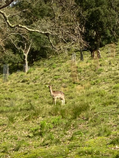 A deer stands in a grassy, sloped field. The animal faces left, its head lowered to graze. A few small trees and foliage line the left edge of the field. The sky is not visible. Distant fences run across the hillside. There is a dead tree in the left foreground.