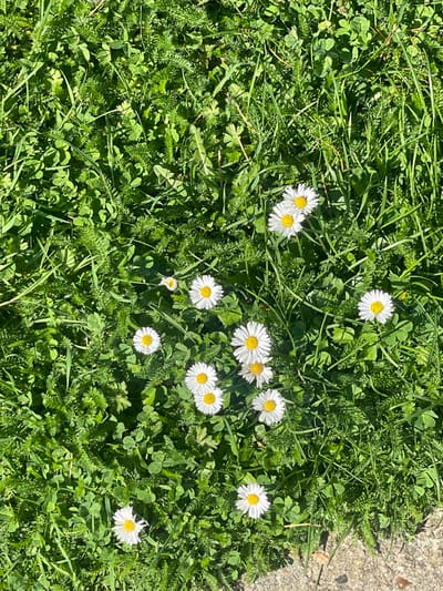 The image presents a top-down view of a sunlit patch of diverse green ground cover in Montigny-le-Bretonneux, France. The vegetation primarily consists of various types of green grasses, intermingled with three-leaf clover and other small, textured herbaceous plants, some displaying finely segmented, fern-like leaves. Approximately 12 to 15 common daisies (Bellis perennis) are distributed across the scene. Each daisy exhibits white petals surrounding a prominent yellow central disk. The daisies appear individually and in small clusters amidst the vibrant green foliage. Strong natural light illuminates the entire area, indicating direct sunlight. A portion of a light-colored, granular surface, consistent with a concrete or paved pathway, is visible along the bottom right edge of the frame. No individuals, animals, or specific actions are depicted.