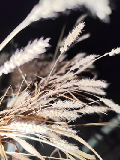 This media file is a close-up, softly focused photograph of dried wheat stalks against a dark background. The subjects are the stalks themselves, appearing as dried grasses or grains, with delicate, feathery tips. The lighting is diffused, giving the wheat a warm, golden-tan hue and creating a soft glow on some of the stalks. The background is almost entirely black, with some indistinct lighter areas that suggest out-of-focus elements, possibly other plants or the environment. The overall mood is serene and perhaps a little melancholic, evoking a sense of nature's quiet beauty and the passage of time. There is no text visible in the image. The shallow depth of field blurs much of the background, drawing attention to the texture and form of the wheat stalks in the foreground. The time of day and weather are not discernible. The location context of Қырғауылды, Kazakhstan, suggests that this scene might be depicting a common agricultural or natural landscape feature of that region.