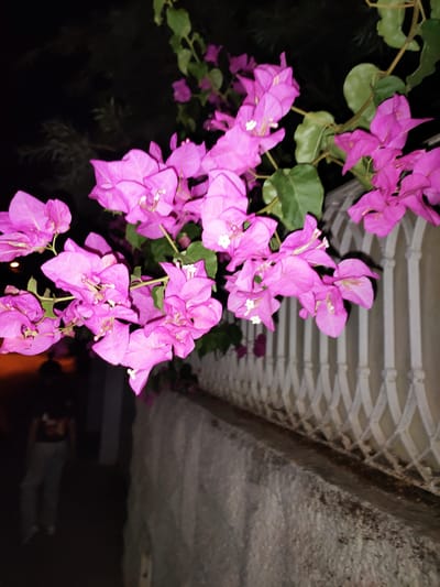 The image depicts a cluster of vibrant pink bougainvillea flowers in the foreground, their delicate petals cascading downwards. Behind the flowers, a white ornamental metal fence with a diamond pattern stretches across the frame. To the left of the flowers and fence, a dimly lit pathway is visible, with a blurred figure of a person walking away from the camera. The ground in front of the fence is covered with a rough, textured wall. The background is dark, suggesting it is nighttime, with faint hints of greenery and possibly distant lights. The scene is set in Ariana, Tunisia.