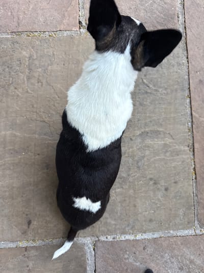 A high-angle, close-up, medium shot captures a small, black and white dog from above, standing on a textured, stone patio. The dog's fur is predominantly black on its hindquarters, tail, and the top of its head and ears, with a significant patch of white on its back and a white tip to its tail. The patio stones are a muted, earthy tone, with visible grout lines and scattered small debris, possibly sand or dried leaves. The lighting suggests an outdoor environment, casting subtle shadows. The dog is stationary. The location is specified as Hazlemere, United Kingdom.
