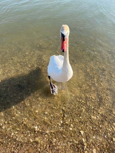 The image shows a white swan partially submerged in shallow, clear water. The swan's head is lowered, with its beak, which is orange with a black base and a knob, dipping into the water. Its body is white and its right leg, with webbed feet, is visible splashing in the water. The bottom of the lakebed is visible through the water, covered in pebbles and small stones. Sunlight casts a shadow of the swan on the lakebed. The scene appears to be outdoors, likely on a lake or pond, with calm water. The lighting suggests it is daytime.