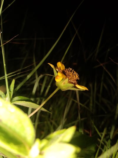 A low-angle, close-up, night photograph captures a single yellow flower with a fuzzy brown center, facing left, amidst tall green grass and foliage. The flower is in focus, while the background is dark and blurred, suggesting a low-light environment. Dewdrops are visible on some of the grass blades, indicating recent moisture. The foreground features out-of-focus green leaves and stems, adding depth to the composition. The overall scene is natural and serene. The location of this image is Barikin Gidar Kanat, Nigeria.