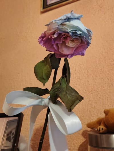 A single, withered rose is centered in the frame. The rose's petals display a faded gradient, transitioning from blue at the top to purple and pink towards the base. The stem is tied with a white ribbon. The leaves are shriveled and brown. In the background, a peach-colored wall is visible. A picture frame with a paw print can be seen in the bottom left corner, and a small, brown teddy bear is partially visible on a metallic surface in the bottom right corner. The location is Mosomishte, Bulgaria.
