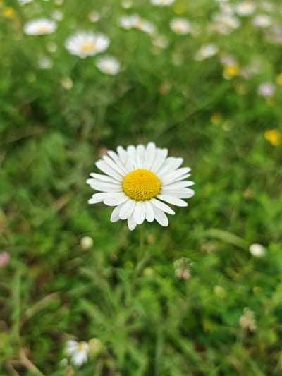 A close-up, low-angle, vertical shot features a single daisy in sharp focus, positioned slightly left of the center. The daisy has white petals radiating outwards from a bright yellow, textured center. The background is a blur of green grass with several other daisies and yellow flowers scattered throughout, some in focus and others out of focus. The scene appears to be outdoors in a grassy area, possibly a park or field. There is no indication of the specific location in the city of Эникали, Russia.