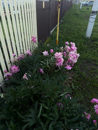 The image depicts a cluster of pink peonies in bloom, situated next to a light-colored metal fence. The fence appears to be partially angled and leans against a darker, corrugated metal fence. Behind the fences, a grassy area is visible, with a yellow pole and a concrete utility pole in the background. Further back, cars are parked on a paved surface. The scene is outdoors, with lush green foliage surrounding the peonies.