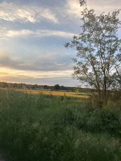 The image depicts a rural landscape under a sky with streaks of clouds and the faint trail of an airplane. A tree with light-colored foliage dominates the upper portion of the frame. The right side of the image is composed of a field of tall grass, possibly wheat, with variations in color indicating different stages of growth or lighting. The environment appears to be located in an agricultural area in Gromshin, Bulgaria, as the scene indicates an outdoor area with fields, trees, and visible sky. There are no visible people, actions, or interactions present in the scene. The focus is on the natural environment and the atmospheric conditions.