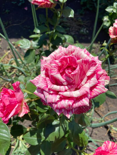 This media file features a close-up, overhead view of a pink and white striped rose in full bloom. The rose is the primary subject, with its intricate petal structure and vibrant, marbled coloration prominently displayed. Around the central rose, other roses and rose bushes with green foliage are visible, some of which are also in bloom with similar pink and white striped patterns. One other rose bloom, partially obscured and lower in the frame, exhibits a more solid pink hue with some striping.
The setting appears to be a garden or outdoor floral arrangement, with dark soil and some green, stalk-like plants in the background, along with hints of paving stones. The lighting suggests it is daytime, with sunlight casting shadows on the leaves, indicating a sunny or partly sunny day. The image captures the natural beauty and detail of the roses. There is no visible text in the media file. The location context is Rozkvit, Ukraine, which suggests a potential horticultural setting.