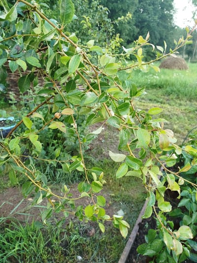 The image shows a close-up of tree branches with green leaves, some of which have water droplets on them, suggesting recent rain. The branches are draped over a garden bed. In the background, there is a grassy field with a haystack and trees. The overall impression is a rural or suburban garden scene, likely in the Баравухскі сельскі Савет region of Belarus. There are no people or animals visible in the image, and no specific actions are being performed. The lighting suggests it is daytime, possibly overcast or after a rain shower.