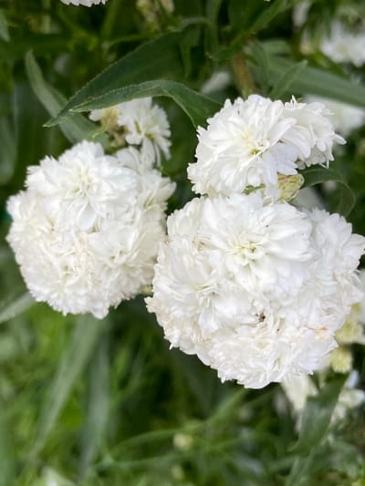 This is a close-up, eye-level, horizontal, outdoor, daytime shot of a cluster of white flowers with ruffled petals, likely in a garden setting. The flowers are abundant and form fluffy, spherical blooms. They are a vibrant white, with some subtle shading that suggests depth and texture. The green leaves and stems of the plants are visible in the background, creating a soft, blurred backdrop that emphasizes the flowers. The lighting appears natural, indicating it was taken during daylight. There are no people, objects, or text visible in the image. The overall mood is serene and natural. Based on the provided location context, this could be a garden in Mrakovo, Russia, featuring common garden flowers.