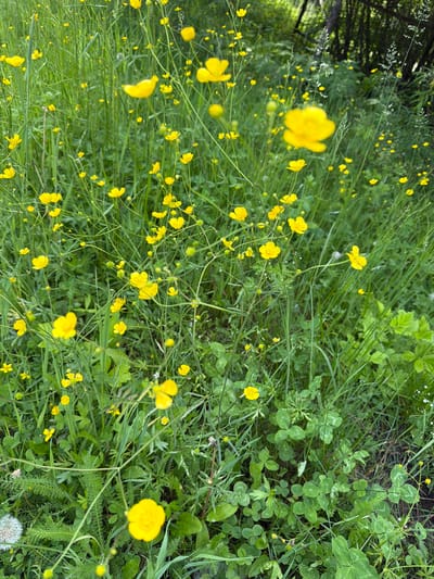 The image depicts a close-up view of a meadow filled with numerous small yellow flowers, likely buttercups, interspersed with tall green grass and clover. The flowers are scattered throughout the frame, with some in sharp focus and others blurred due to the shallow depth of field. The background is a dense blur of green foliage and dark tree trunks, suggesting a natural, possibly forested environment. The scene is set in Kul'dur, Russia. There are no people or animals visible in the image, and no specific actions or interactions are depicted. The overall impression is one of a vibrant, natural landscape during daylight.