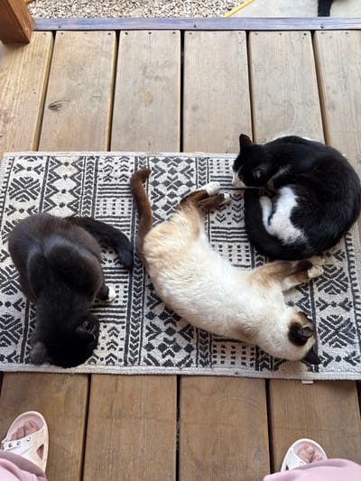 Three cats are sleeping on a patterned rug placed on a wooden deck. One black cat is curled up on the left side of the rug, facing away from the camera. A Siamese cat is stretched out on its back in the center of the rug. Another black and white cat is curled up on the right side of the rug, with its head tucked in. Two pairs of feet wearing light-colored sandals are visible at the bottom of the image, one on the left and one on the right, suggesting the presence of at least two people. The wooden deck boards run horizontally across the frame. The environment appears to be outdoors, possibly a patio or porch. There are no visual cues to indicate the location is in the city of Добровское сельское поселение, Ukraine.