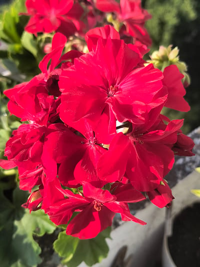 The image shows a close-up view of a cluster of vibrant red geranium flowers. The flowers are in various stages of bloom, with some fully open and others still developing. The petals are delicate and slightly ruffled, and the center of each flower reveals delicate stamens. The background is softly blurred, featuring lush green foliage and hints of a sunlit environment, suggesting an outdoor setting. There are no people or animals visible in the image. The context of Rivne, Ukraine, is not visually discernible from the photograph itself, as it depicts a natural subject.
