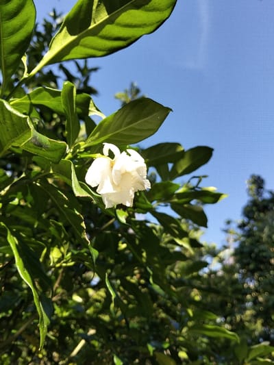A close-up, upward-angled shot captures a single white flower, possibly a pinwheel flower (Tabernaemontana divaricata), prominently displayed in the upper-middle left section of the frame. The flower, appearing slightly ruffled and partially open, is surrounded by numerous vibrant green leaves of varying sizes and orientations, some showing distinct veins and reflections from direct sunlight. The lighting suggests a bright, sunny outdoor environment, with strong shadows and highlights on the foliage. Behind the immediate plant, a clear, light blue sky occupies the upper right portion of the image. The lower right and mid-ground feature blurred, darker green foliage and branches from other trees or plants, suggesting a densely vegetated background. No people or man-made objects are visible. The scene is located outdoors in Panton, Indonesia.