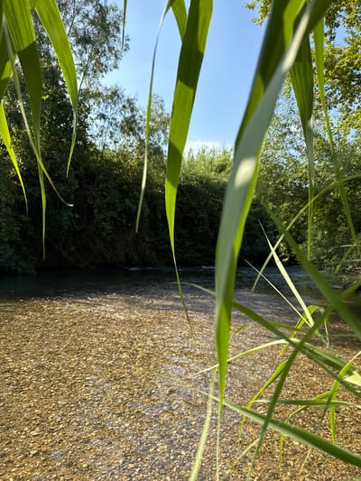 The image depicts a shallow, clear river flowing over a bed of small, light-colored pebbles. The water is calm, with sunlight reflecting off its surface. Lush green foliage lines the banks of the river, creating a dense wall of vegetation. Tall, green grass blades are in the foreground, partially obscuring the view of the river and the opposite bank. The sky above is a clear, bright blue. The scene suggests a natural, tranquil outdoor environment, likely in a rural or semi-natural area. This location is identified as Mevoot HaHermon Regional Council, Israel.