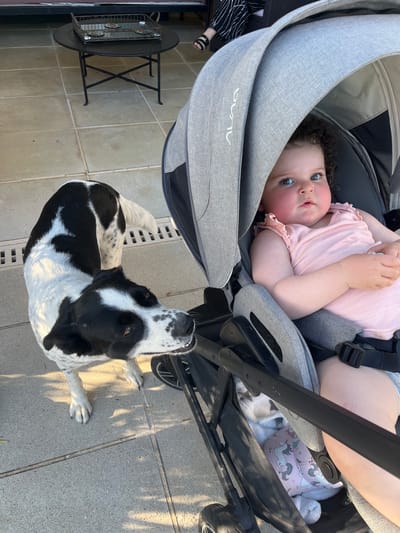 A black and white dog is looking at a baby in a stroller on a tiled patio. The dog is standing on the left side of the image, with its head tilted and mouth open. The baby is sitting in a gray stroller on the right side of the image, with its eyes wide open. The stroller has a canopy that is partially covering the baby. In the background, there is a black table with a tray on it and a person's legs with sandals. The ground is made of light-colored tiles. The scene appears to be outdoors. The location is Saint-Galmier, France.