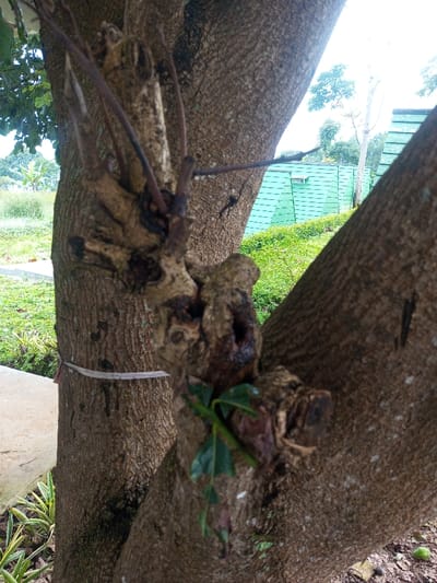 The image displays an outdoor scene in Abbireddygudem, India. No individuals are present.
The foreground is dominated by three sections of tree trunk or large branches. A gnarled, multi-branched stump, centrally located and appearing to be a major pruning point, exhibits several cut surfaces and dark, slender emerging shoots. A cluster of small, green leaves is visible at the base of this central formation. A vertical tree trunk with textured brown bark is positioned on the left, encircled by a single horizontal band of thin, light-colored material, possibly fabric or plastic. Another large, bark-covered tree section angles into the frame from the lower right.
At the lower left, a light-colored concrete surface borders the scene, with spiky green and yellow-striped plants growing adjacent to it. The ground in the lower right corner shows dry, brown leaves and a single small, green, spherical object.
The midground features a gentle slope covered in dense, low-growing green vegetation. Behind this greenery, a building with a light teal or green corrugated or gabled roof is visible. The background consists of an overcast sky and various trees with green foliage in the distance.