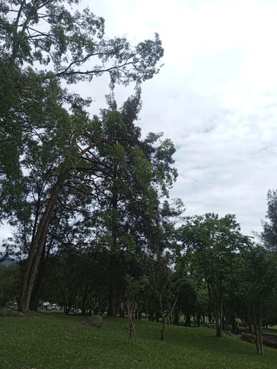 The image presents a serene natural landscape, characteristic of a park or forested area, set in Mahabaleshwar, India. The foreground and midground are covered by a lush, green grassy slope, with a solitary grey rock visible on the grass towards the left.

The scene is densely populated with a variety of trees. Large, mature trees with textured trunks and leafy branches dominate the left side, extending upwards and across the upper portion of the frame. Their foliage appears primarily deciduous. Interspersed among these and further into the mid-distance are taller, darker trees with more pointed silhouettes, likely conifers, contributing to the layered depth of the scene. Smaller trees and bushes are also scattered across the grassy areas, particularly in the midground and right side.

The sky, visible in the upper right half of the image, is overcast, filled with soft white and light grey clouds, suggesting a cloudy day with no direct sunlight. The lighting is diffused and even, creating a calm and tranquil atmosphere. No people, animals, or specific activities are depicted, emphasizing the untouched natural beauty of the environment. There is no visible text in the image.