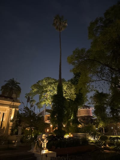 The image depicts an upward view at night. A tall palm tree is prominently featured against a dark blue sky. Other trees with illuminated foliage are visible around it. In the background, building structures with lit windows and a brick tower-like structure can be seen. Decorative elements are also present, including what appears to be a white statue among plants. The scene is in Kathmandu Metropolitan City, Nepal.