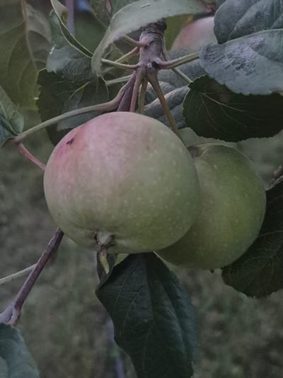 The image shows two unripe apples on a tree branch. The apples are a light green color with some pink blush on one of them. The leaves of the tree are dark green and appear slightly dusty. The background is blurred and out of focus, suggesting a natural outdoor environment. There is no indication of the city of Novo-Ishimskoye, Kazakhstan, in the image. The image is a close-up shot, focusing on the fruit and foliage.