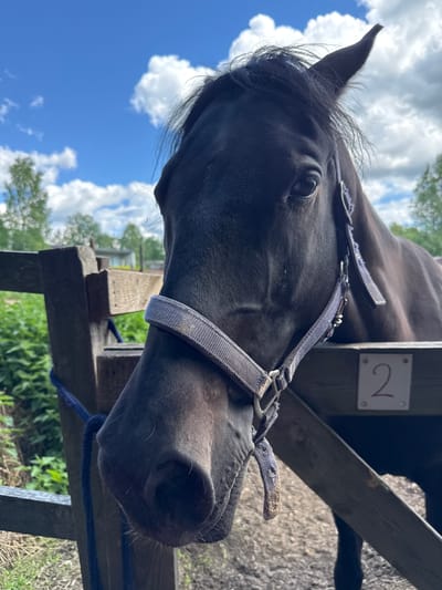 A close-up, eye-level shot captures the head of a dark-colored horse in a fenced outdoor area. The horse is wearing a dark halter with a light-colored strap. The horse's face is turned slightly to the left, and its eye is visible. A wooden fence is positioned to the left and right of the horse, with a blue rope tied to the left side of the fence. In the background, green foliage and trees are visible under a bright blue sky with scattered white clouds. A white sign with the number "2" in red is attached to the wooden fence on the right. The ground appears to be dirt. The scene is consistent with a stable or pasture area, possibly within a rural or semi-rural location like Лемболово-парк Днп, Russia.