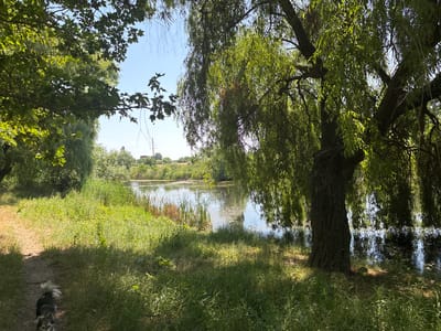 A grey and white dog walks on a dirt path next to a grassy area near a lake. The dog is facing away from the camera. Tall green grass and trees surround the path and the lake. A large tree with weeping branches is in the foreground on the right side of the image. The lake is calm and reflects the sky and trees. The sky is clear and blue. The location is Kopanka, Moldova.
