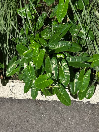 Lush green vegetation, including long bladed grass and large, ovate leaves with prominent veins, fills the left side of the frame. These glossy leaves suggest a tropical plant. To the right, a white-painted border separates the plants from an expanse of gray asphalt. Bright sunlight reflects off the leaves and casts shadows on the nearby pavement.