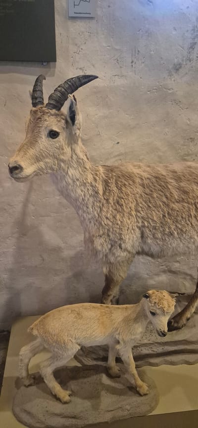 This media file showcases a display of taxidermied animals, likely in a museum or exhibition setting. The primary subjects are two mammals, both appearing to be some type of ungulate or goat-like creature. One, larger and more prominent, is positioned horizontally, with its head to the left, featuring dark, curved horns and tan fur. A smaller, lighter-colored animal is positioned to the right, appearing to climb a textured rock formation. Its fur is also tan, and it has a slender build. The background is a light-colored, textured wall, suggesting an indoor environment.
To the left of the larger animal, a small sign is visible with some text, and below it, a dark rectangular object, possibly another display panel or informational board. The lighting appears to be artificial, casting soft shadows. No specific time of day or weather conditions can be inferred from the image. The overall scene suggests an educational display focused on wildlife, possibly from mountainous regions, given the taxidermied animals and rock formations.
Visible text on the small sign to the left reads "Videoüberwachung". The context of "Sargans, Switzerland" might indicate that this display is located within a museum or cultural institution in that region. The taxidermied animals are posed dynamically, with the smaller one appearing to ascend the rock, adding a sense of action to the static display. No emotions are conveyed by the taxidermied subjects.