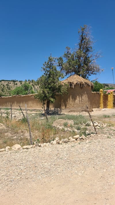 The image shows a building with a thatched roof in Ziarat, Pakistan. The building is made of mud or clay. A bare tree and a green tree are to the side of the building. A dirt and gravel road is to the right of the building. A mountain is in the background. The sky is blue. There is a fence in front of the building.