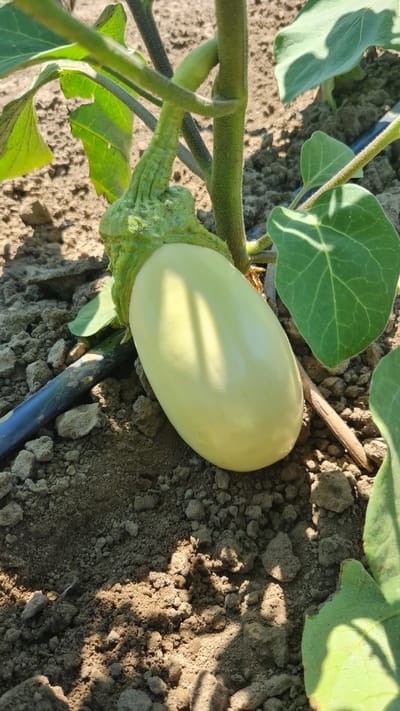 This is a close-up, eye-level outdoor photograph of an unripe, light yellow eggplant growing on a plant. The eggplant is the central subject, positioned horizontally in the frame, with its stem and green calyx clearly visible. The plant has large, green leaves and a hairy stem, with a dark irrigation tube running along the soil. The soil is a dry, brown earth with visible clumps and pebbles. The lighting suggests it is a sunny day, casting shadows from the leaves onto the eggplant and the ground. The scene appears to be a cultivated field, likely a farm in Salhany, Ukraine, given the location context. There are no people or visible text in the image. The focus is entirely on the developing eggplant and its immediate surroundings, highlighting the agricultural setting.