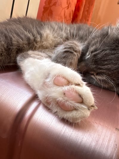 A close-up shot captures a sleeping cat's paw resting on a textured, rose-gold colored surface, possibly a piece of furniture or luggage. The cat's fur, a mix of grey and tan, is visible in the background. The paw itself is fluffy and white, with pink paw pads peeking through the fur. The surface beneath the paw has a glossy, reflective quality with visible lines and indentations, suggesting a metallic or plastic material. The lighting is soft, casting subtle shadows and highlighting the texture of both the cat's fur and the surface. The overall scene evokes a sense of tranquility and domesticity. The location in Krasnyy Klyuch, Russia, is not discernible from the image itself; this is a detail that would require external information.