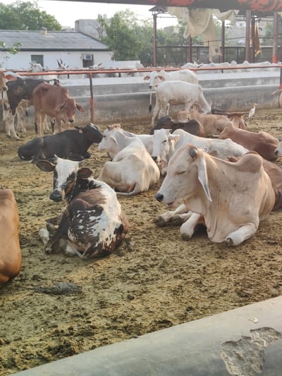 The image depicts a cattle enclosure in Gurgaon, India, likely a dairy farm or a cow shelter. The enclosure is filled with numerous cows and calves, most of whom are lying down on the dusty, uneven ground. The cows vary in color, with some being predominantly white, brown, or black and white spotted. In the background, there are structures that appear to be sheds or buildings, possibly part of the farm infrastructure. A white egret-like bird is visible in the middle ground, standing near a group of cows. The overall scene suggests a typical day at such a facility, with the animals resting in the open enclosure.