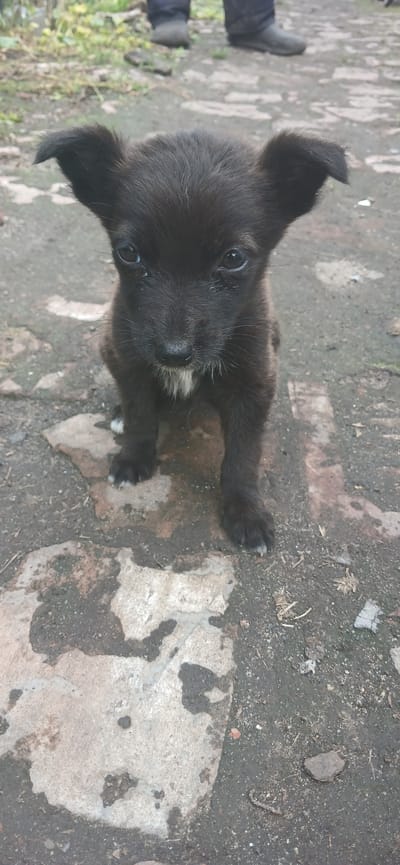 A small, black puppy with pointy ears and a white patch on its chest sits on a cobblestone or brick pathway. Its eyes are dark and round, and its nose is black. The ground is wet and appears to be outdoors, with some greenery visible in the background. The legs of an adult human wearing dark pants and boots are visible in the upper background, standing on the pathway behind the puppy. The scene is likely in Arkadak, Russia, given the context.