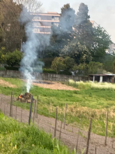 The image presents an outdoor scene in Guimarães, Portugal, depicting a controlled burn in a semi-rural setting. In the midground, a vertical column of white smoke rises from a smoldering pile of organic material, exhibiting orange flames at its base. The immediate surrounding area comprises cultivated earth, marked by exposed brown soil and interspersed green grass. A wire fence with wooden posts extends diagonally across the lower frame, defining a boundary. Beyond the burn, a low, dark grey stone wall traverses horizontally. To the right of the smoke plume, a small, open-sided structure with a reddish roof and white support columns is partially visible. The background consists of dense green trees and foliage, with an out-of-focus multi-story building featuring a light brown facade and balconies discernible above the treeline. The sky is overcast and light grey. No individuals are present.