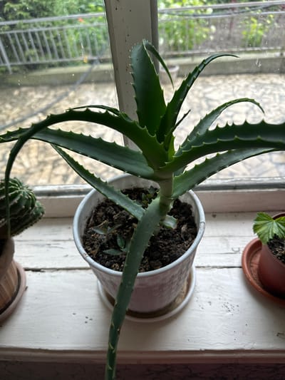 The image shows an indoor windowsill in Nookat, Kyrgyzstan. A potted aloe vera plant is the primary subject, positioned in the center of the frame. Its thick, green, serrated leaves arch outwards and upwards. To the left of the aloe vera, a small potted cactus is visible. To the right, a portion of another potted plant with green leaves is present. The windowsill itself is painted white and appears weathered. Behind the plants, a window looks out onto a balcony with a metal railing and greenery beyond, suggesting an outdoor environment. The lighting suggests it is daytime. There are no people or animals visible in the image.