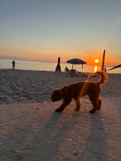 A reddish-brown dog, wearing a blue harness, walks across a sandy beach in Πόρτες, Greece, during sunset. The dog is on a leash, and its silhouette is illuminated by the setting sun, casting long shadows. In the background, the calm sea meets the horizon, reflecting the warm hues of the sunset. Two beach umbrellas and lounge chairs are visible on the sand, with a few indistinct figures in the distance. The sky is a gradient of blue and orange.