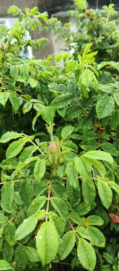 A close-up, vertical shot captures a pink rosebud nestled amongst lush, vibrant green leaves. The leaves are wet, with numerous water droplets clinging to their surfaces, suggesting recent rainfall. The rosebud, tinged with pink at its tip, is enclosed by protective sepals, hinting at an impending bloom. The background is softly blurred, revealing muted tones of grey and light brown, possibly indicating a building or structure in the distance. The overall impression is one of natural beauty and freshness, with the dew-kissed foliage creating a sense of tranquility. This scene could be situated in a garden or natural setting within the city of Podgornoye, Russia, a location known for its picturesque landscapes and botanical diversity.