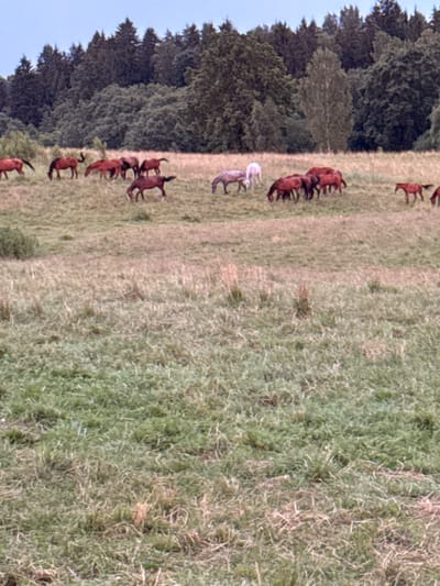 The media file shows a herd of horses in a grassy field, with a dense forest in the background. The scene is set in Galinė, Lithuania. The horses are of various shades of brown, with one lighter-colored horse in the middle of the herd. They appear to be grazing or standing in the field. The time of day seems to be daytime, likely late afternoon or early evening, given the soft lighting and shadows. The weather appears to be fair. The image is taken from a slight distance, providing a view of the entire herd and their surroundings. There is no visible text in the media file.