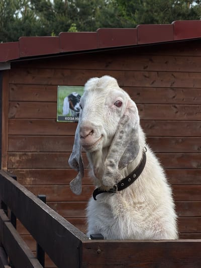 A goat with a black collar leans over a wooden structure. The goat is white with gray patches on its ears. The structure appears to be part of a building with brown siding and a sign reading "KO3A HY." This image was taken in the city of Polivanovo, Russia.