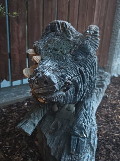 The image shows a close-up, eye-level shot of a carved wooden sculpture depicting a boar's head and upper body. The sculpture is made from a dark, weathered, and partially burnt log. The boar's tusks are visible and appear to be made from a lighter-colored material, possibly bone or a different type of wood. The carving is detailed, with visible lines and textures representing the boar's fur and facial features. The sculpture is placed outdoors, resting on a larger log which is part of the sculpture itself, or a base. The background consists of a wooden fence, a concrete structure, and dark brown mulch or wood chips on the ground. There are no people or animals present in the image. The lighting suggests it may be late afternoon or early evening, with soft shadows. The sculpture is located in Schwangau, Germany, where it serves as an outdoor decoration.