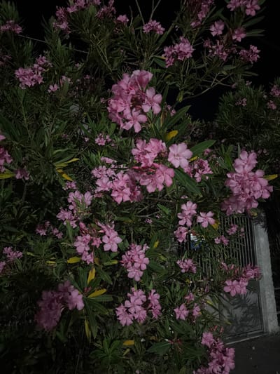 The image shows a close-up of a blooming oleander bush with numerous pink flowers and green leaves. The bush is dense and appears to be in full bloom. In the background, a dark night sky is visible, along with a metal fence and a wall. The lighting suggests the photo was taken at night, possibly with artificial light illuminating the flowers. The scene is consistent with the vegetation found in outdoor areas, including residential or public spaces in Keramoti, Greece. There are no people or animals visible in the image.