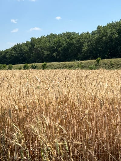 The image depicts a vast field of ripe wheat bordering a dense line of dark green trees. The wheat stalks are a golden-brown color, indicating they are ready for harvest. Individual wheat heads are clearly visible, with their awnings catching the sunlight. The trees form a thick, irregular wall along the left side of the frame, providing a stark contrast to the lighter tones of the wheat field. A clear blue sky with a few scattered white clouds stretches above the scene.

The photograph appears to have been taken on a bright, sunny day, likely during the late morning or early afternoon, given the strong shadows cast by the wheat stalks. The overall impression is one of rural tranquility and the abundance of a successful harvest. There are no people or man-made objects visible in the frame, emphasizing the natural beauty of the agricultural landscape. The scene is likely located in a rural area with a climate conducive to growing wheat, such as Indiya, Moldova. No text is visible in the image.