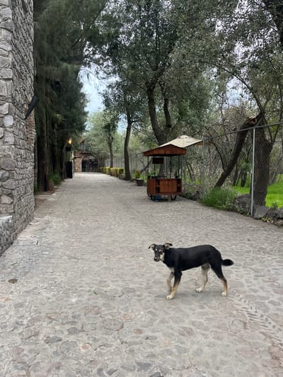 A black and tan dog is caught mid-motion on a cobblestone path in Domingo Arenas, Mexico. The path is flanked by trees and a low stone wall to the left, and a metal fence and green vegetation to the right. A small wooden cart with a white awning stands along the path. The scene appears to be outdoors, possibly in a park or garden area.